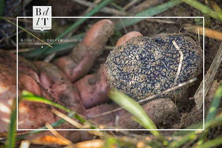 truffle hunting