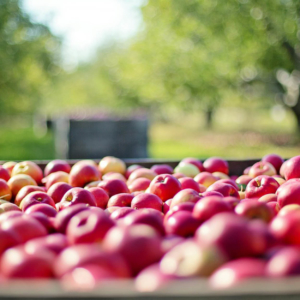 vacances famille apple cider cidre normandie excursion gourmande