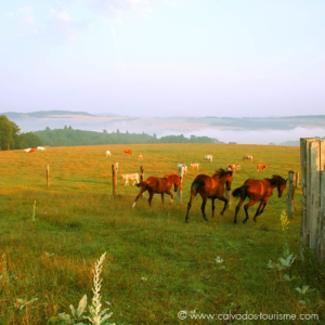 sejour authentique normandie horses normandy authentic trip