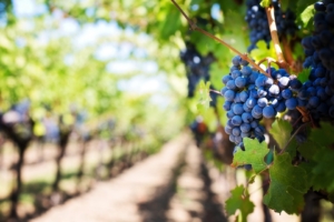 wine experiences