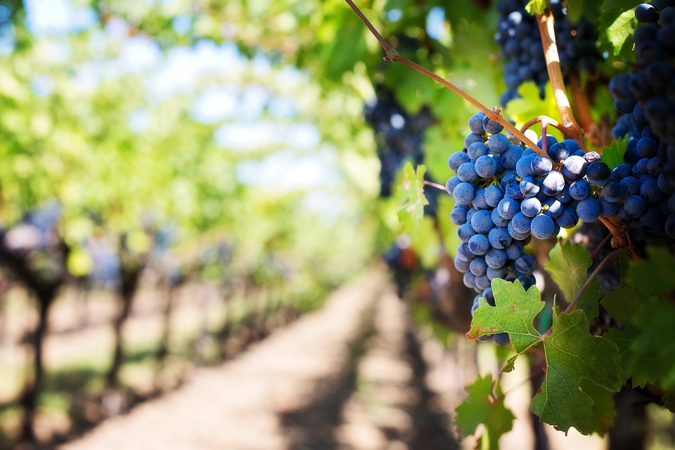 wine experiences