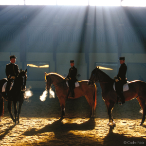 cadre noir horse fontevraud royal abbey