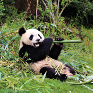 beauval zoo panda family holidays loire valley vacances famille val de loire