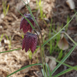 fritillaires loire secrets french gardens