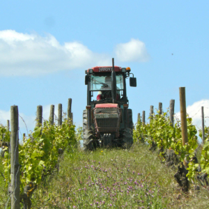 wine vineyard vins val de loire