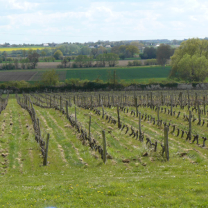 vineyard vins val de loire