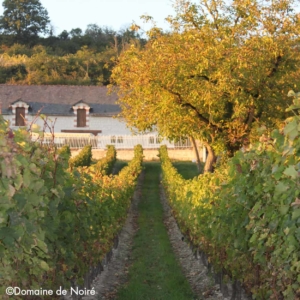 chinon winery