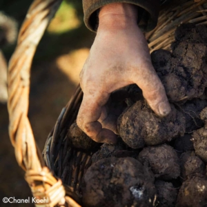 truffles truffes