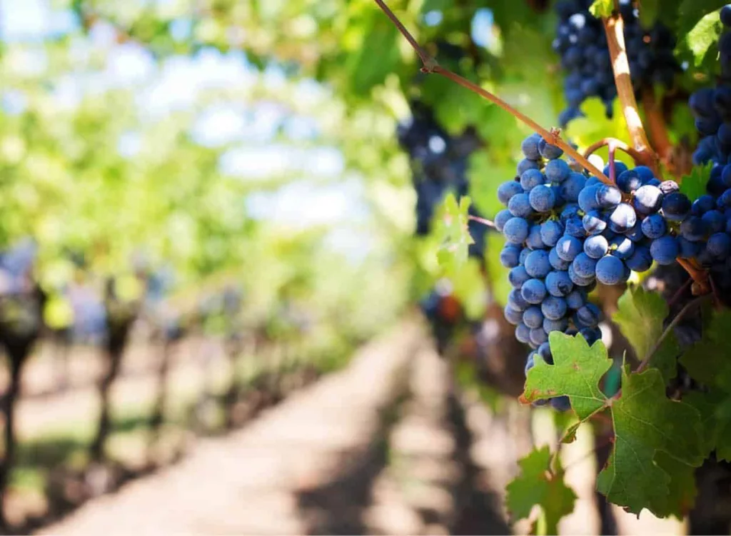 Loire Secrets - Loire Valley Vineyard - Vignoble du Val de Loire - Pixabay