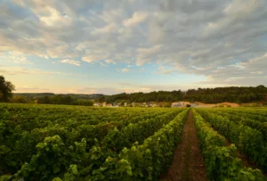 Loire Secrets -Touraine vineyards / Vignoble de Touraine - ©ADT Touraine - Leonard de Serres