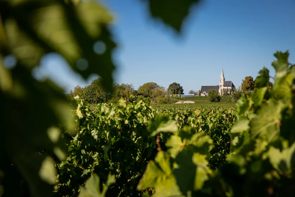 Loire Secrets - Saumur vineyards / Vignoble du Saumurois - ©Anjou Tourisme - Mélanie Chaigneau