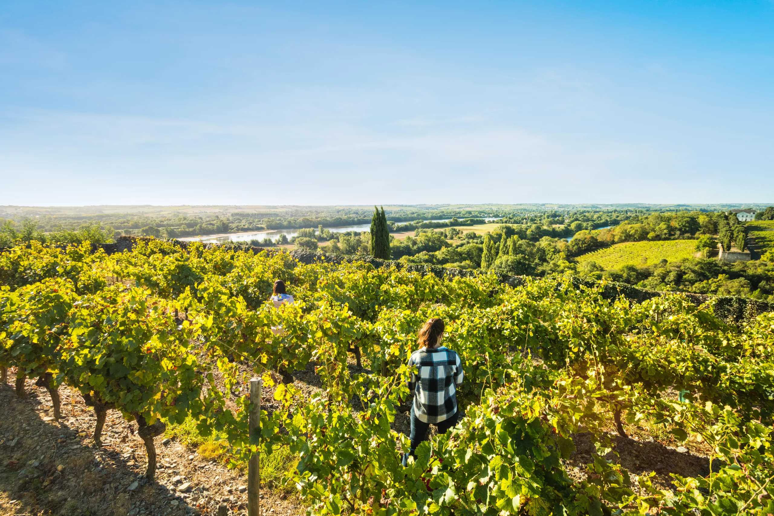 Loire Secrets - Anjou vineyards / Vignoble de l'Anjou - ©Anjou Tourisme - Christophe Martin
