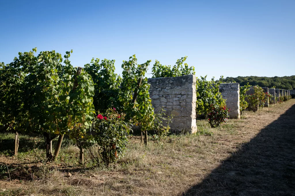 Loire Secrets - Saumur winery visit / Visite d'un domaine viticole à Saumur - ©Mélanie Chaigneau - Anjou Tourisme