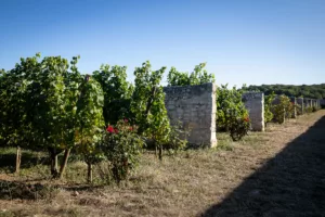 Loire Secrets - Saumur winery visit / Visite d'un domaine viticole à Saumur - ©Mélanie Chaigneau - Anjou Tourisme