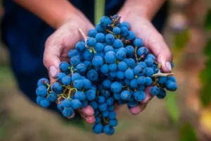Loire Secrets - Loire Valley wine / vin du Val de Loire - ©ADT Touraine - JC Coutand