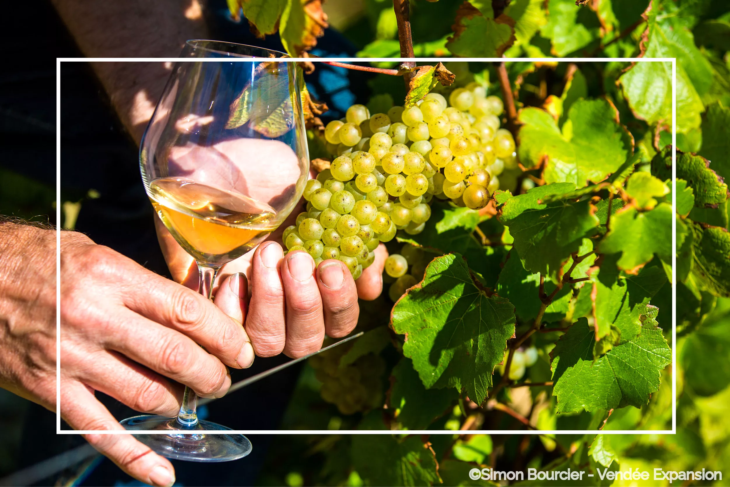 Loire Secrets - Loire Valley private wine full day tour / journée privative autour du vin en Val de Loire - ©Simon Bourcier - Vendée Expansion