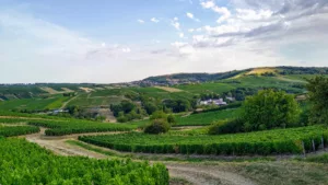 Loire Secrets - Sancerre Vineyards - Vignoble de Sancerre - Pixabay