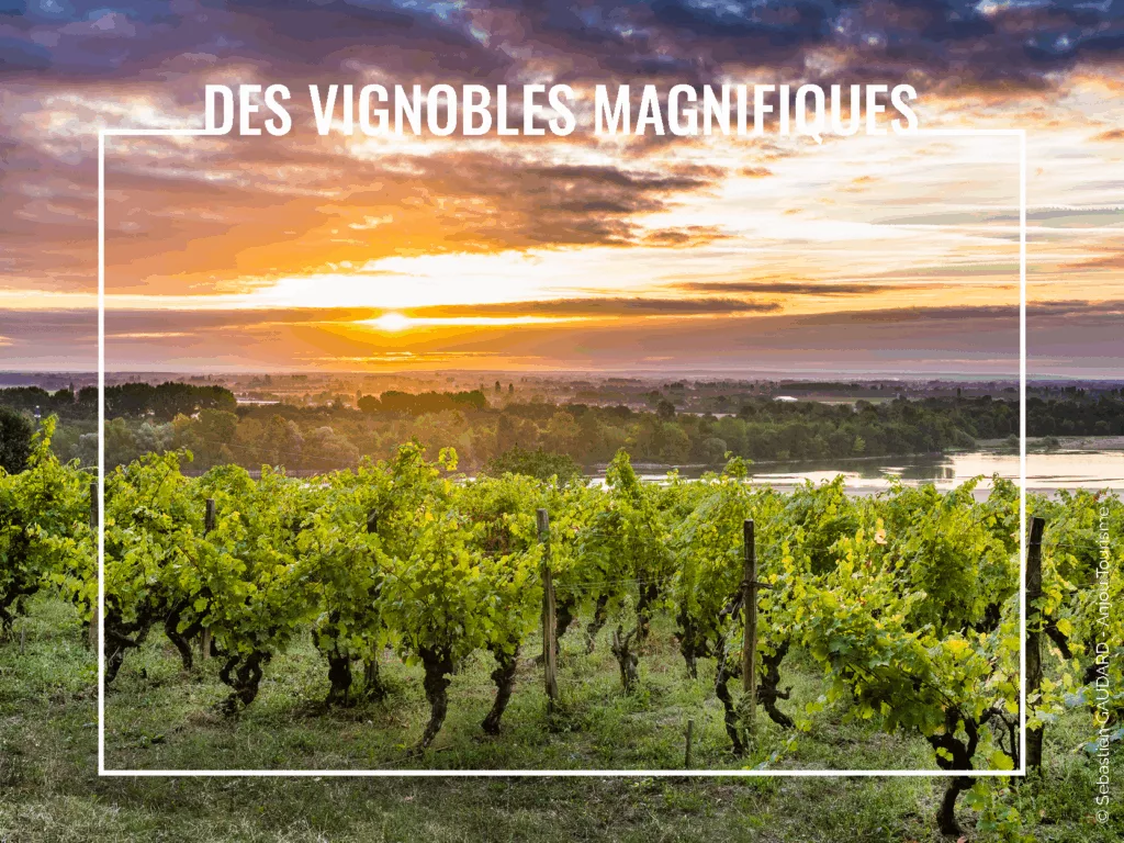Loire Secrets - Des vignobles magnifiques en Val de Loire - © Sebastien GAUDARD - Anjou Tourisme