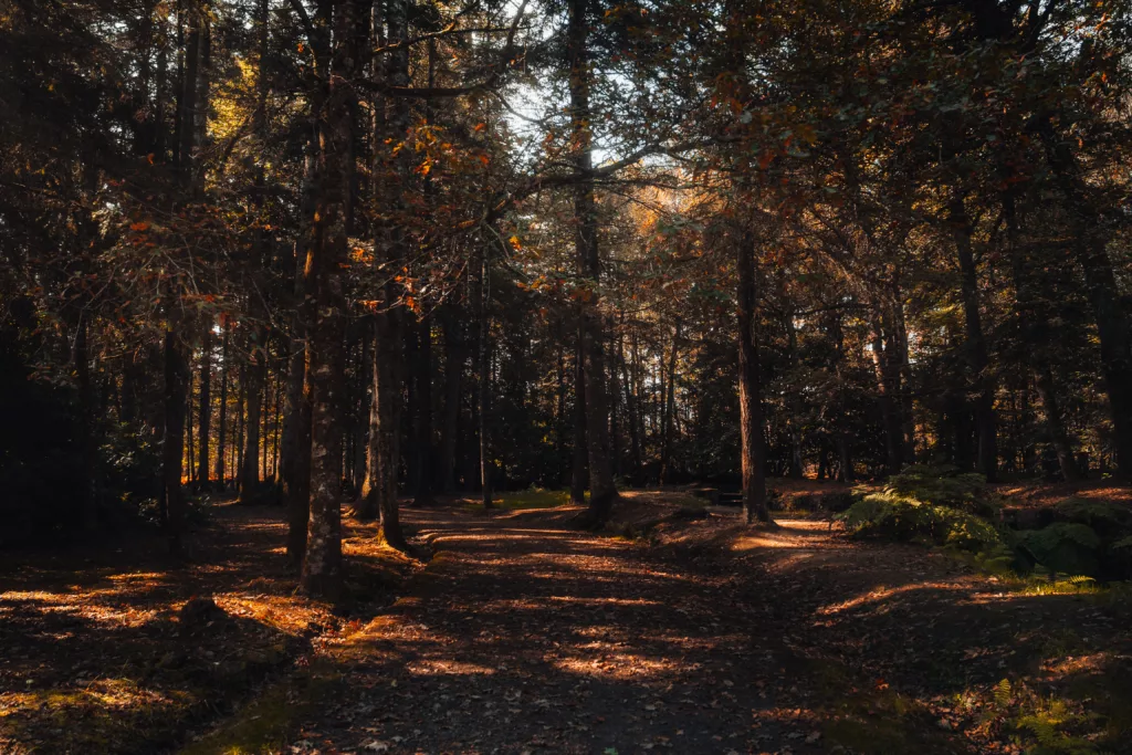 Loire Secrets - Brocéliande forest in Brittany / La forêt de Brocéliande en Bretagne - ©Jeanne-Éloïse Guérin - Tourisme Bretagne