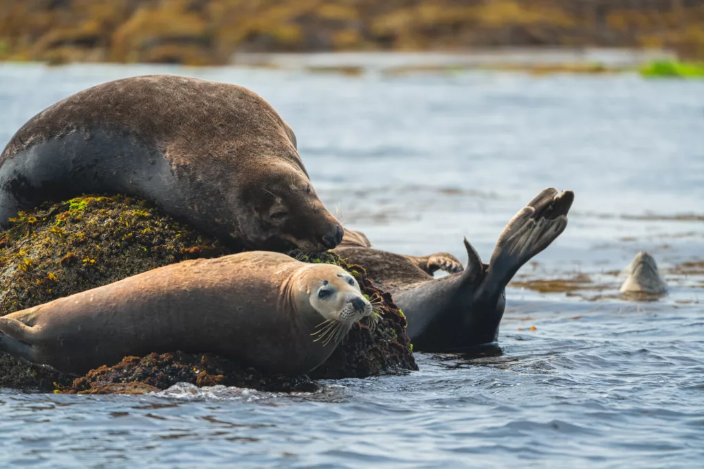 Loire Secrets - Sea expérience / expérience en mer - ©PORIEL Thibault - Tourisme Bretagne